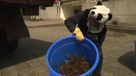 Hành trình tạo nên trà tiền tỉ trồng bằng phân gấu trúc