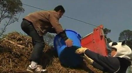 Hành trình tạo nên trà tiền tỉ trồng bằng phân gấu trúc