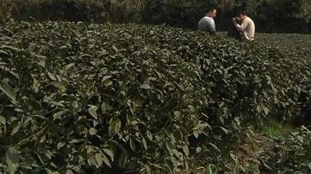 Hành trình tạo nên trà tiền tỉ trồng bằng phân gấu trúc