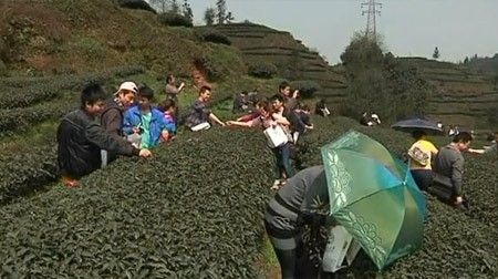 Hành trình tạo nên trà tiền tỉ trồng bằng phân gấu trúc