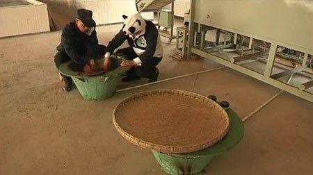 Hành trình tạo nên trà tiền tỉ trồng bằng phân gấu trúc