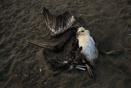 5.000 con chim, gần 900 cá heo chết bí ẩn tại Peru