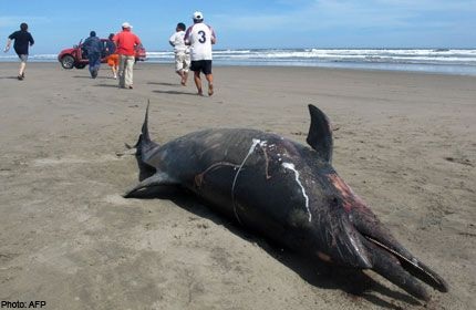 5.000 con chim, gần 900 cá heo chết bí ẩn tại Peru