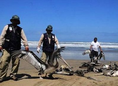5.000 con chim, gần 900 cá heo chết bí ẩn tại Peru