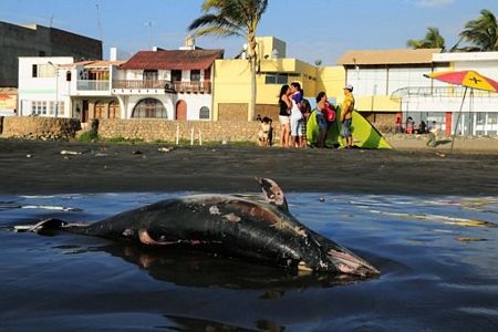 5.000 con chim, gần 900 cá heo chết bí ẩn tại Peru