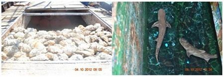 Ảnh diễn biến vụ đối đầu trên biển giữa Trung Quốc-Philippines