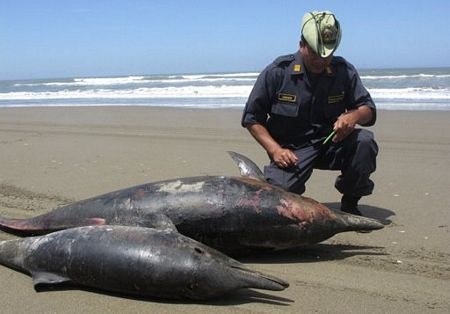 5.000 con chim, gần 900 cá heo chết bí ẩn tại Peru