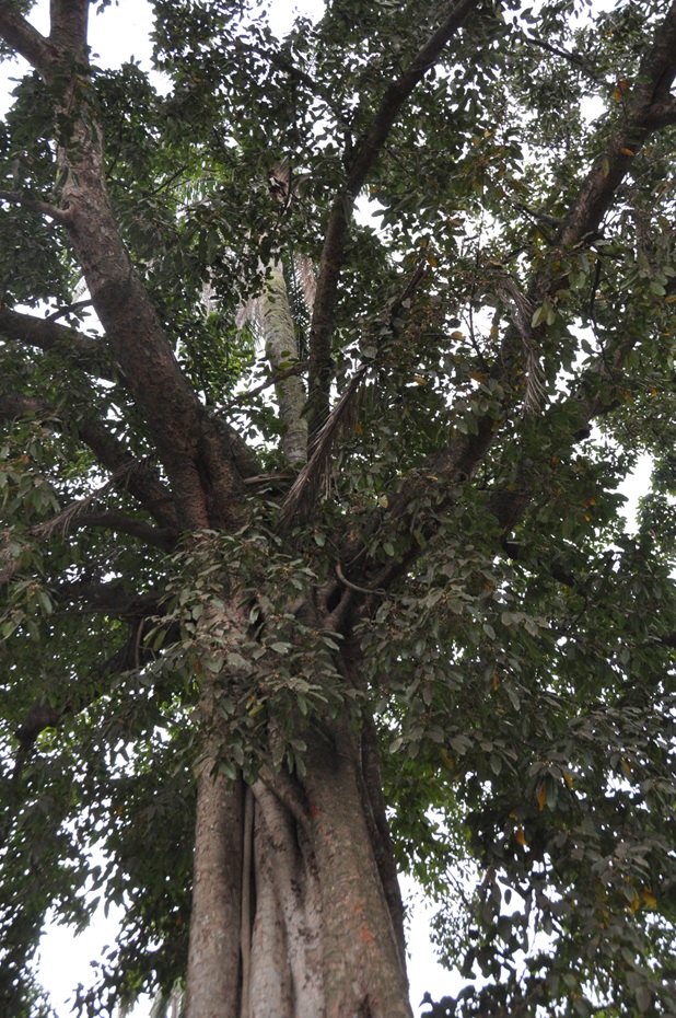 Gốc dừa nằm trên thân đa, thân dừa lấp ló giữa các tán đa