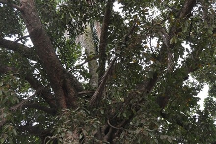 Gốc dừa nằm trên thân đa, thân dừa lấp ló giữa các tán đa