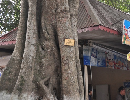 Gốc cây đa sộp