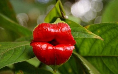 Hoa của một loài cây có tên khoa học Psychotria Elata trông giống đôi môi đỏ chót.
