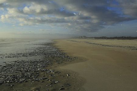 Đây là hiện tượng cá chết hàng loạt thứ 2 xảy ra chỉ trong tuần qua ở California.