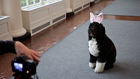 Đệ nhất cẩu Bo Obama đang được ghi hình tại Nhà Trắng.