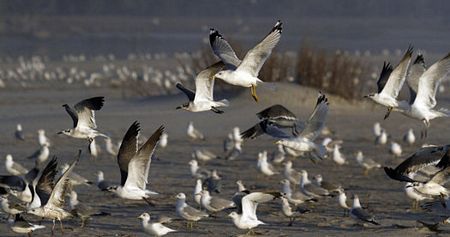 Các loài chim đổ xô tới bãi biển để kiếm ăn.