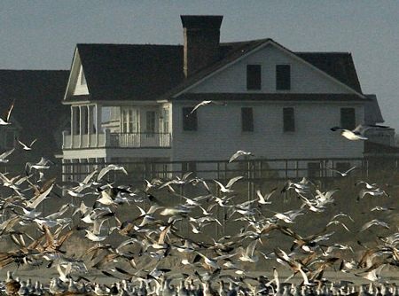 Xác cá trở thành miếng mồi ngon cho các loài chim, mòng biển.