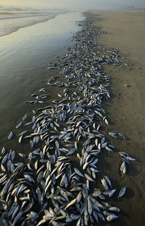 Đây là hiện tượng cá chết hàng loạt thứ 2 xảy ra chỉ trong tuần qua ở California.