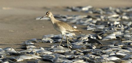 Xác cá nằm chồng đống lên nhau...