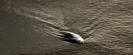 Xác cá nằm chồng đống lên nhau...