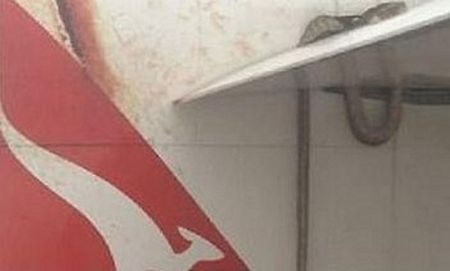 Trăn bám trên cánh máy bay suốt 2 tiếng - 7 Con trăn vẫn còn trên cánh máy bay nhưng đã chết khi kết thúc hành trình.