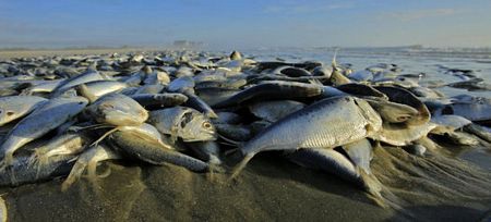Xác cá nằm chồng đống lên nhau...