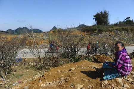 Một bé gái Mộc Châu phụ giúp bố mẹ bán đào.