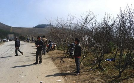 Những cành đào được bày bán ven đường quốc lộ ở Mộc Châu, phía Bắc Việt Nam.