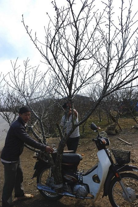 Những cành đào được chất lên một chiếc tải để đưa về Hà Nội.