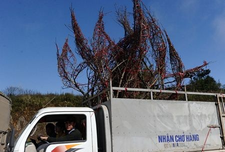 Những cành đào được chất lên một chiếc tải để đưa về Hà Nội.
