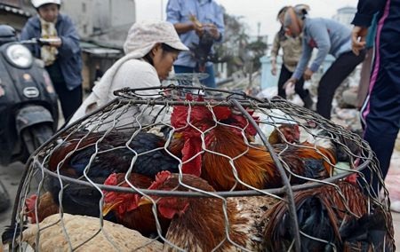 Tết Việt trên báo nước ngoài