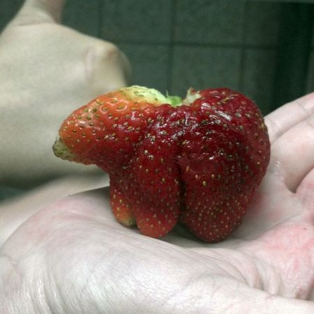 Quả dâu tây hình con gấu được phát hiện trong một cửa hàng rau quả ở New Smyrna Beach, Florida, Mỹ.