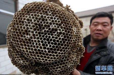 Tìm thấy tổ ong “khủng” 11 tầng - 3 Tổ ong kỳ lạ được tìm thấy hôm 10/2 ở tỉnh Hà Nam.