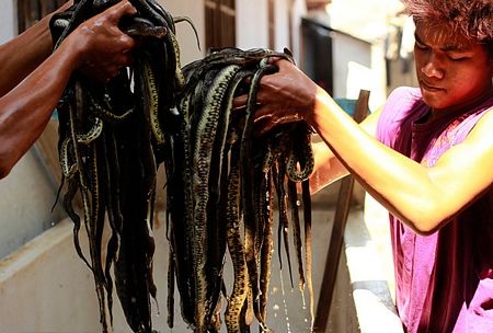 “Rùng mình” đột nhập lò mổ rắn ở Indonesia