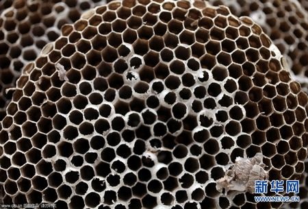 Tìm thấy tổ ong “khủng” 11 tầng - 4 Tổ ong này có thể chứa hàng trăm con nhộng.