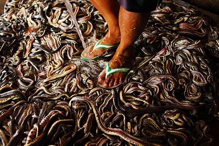 Một công nhân dội nước vào đống da rắn.