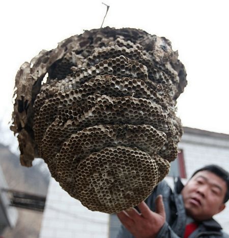 Tìm thấy tổ ong “khủng” 11 tầng - 2 Tổ ong gồm 11 tầng.