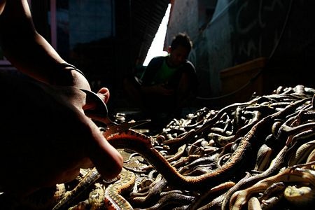 Ông Wakira thuê 10 công nhân và kiếm được khoảng 1.500 USD mỗi tháng từ lò mổ.