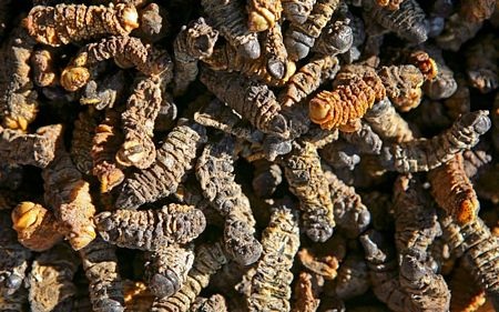 Những món đồ kỳ quặc nhất từng bị hải quan thu giữ