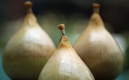 Năm 2002, một hành khách đã bắt quả tang buôn lậu một con tắc kè hoa từ Dubai vào Manchester.