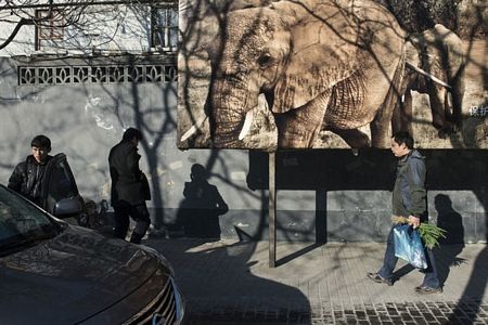 Một tấm biển tuyên truyền cho chiến dịch chống săn bắt voi bất hợp pháp tại Bắc Kinh.