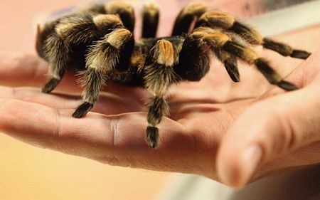 Năm 2002, một hành khách đã bắt quả tang buôn lậu một con tắc kè hoa từ Dubai vào Manchester.