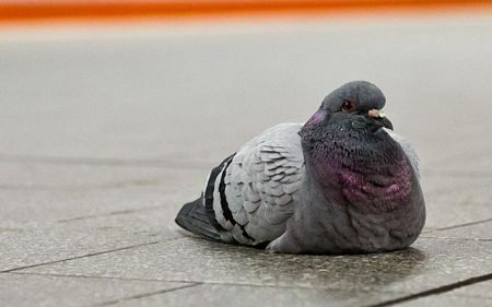 Năm 2002, một hành khách đã bắt quả tang buôn lậu một con tắc kè hoa từ Dubai vào Manchester.