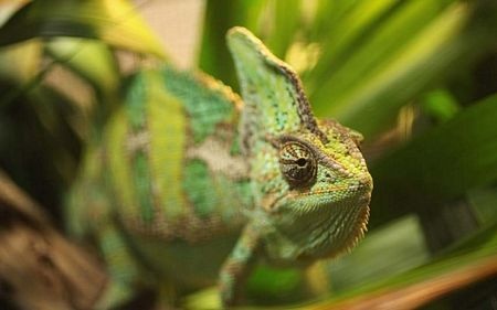 Năm 2002, một hành khách đã bắt quả tang buôn lậu một con tắc kè hoa từ Dubai vào Manchester.