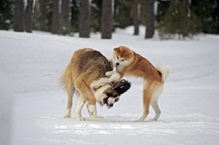 Tên của Buffy được đặt theo gợi ý của một cậu bé 5 tuổi người Nga, Dima Sokolov.