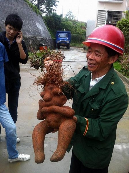 Ông Zhang với bộ rễ cây giống cơ thể phụ nữ.