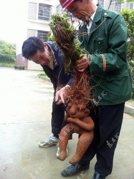 Người dân địa phương thích thú với các bộ rễ cây khác thường.