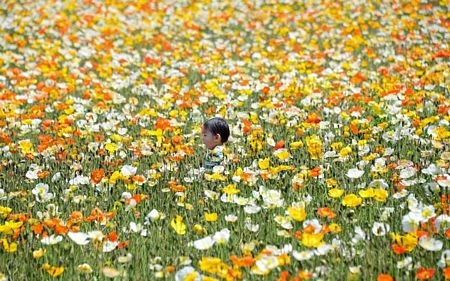 Những hình ảnh ấn tượng tuần qua - 15 Một cậu bé chạy trong vườn hoa tại công viên Showan ở Tokyo, Nhật Bản.