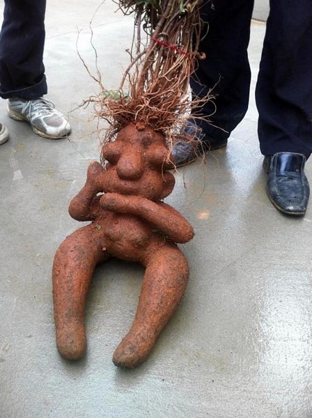 Người dân địa phương thích thú với các bộ rễ cây khác thường.