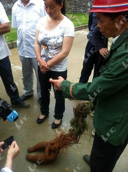 Người dân địa phương thích thú với các bộ rễ cây khác thường.