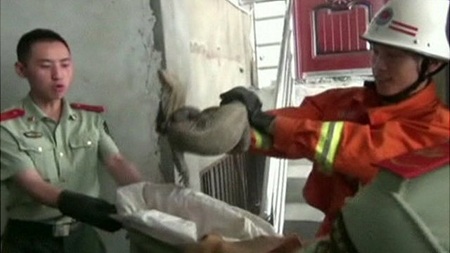 "Tá hỏa" vì phát hiện thằn lằn dài nửa mét trong nhà - 1 Con thằn lằn khủng đã được thả về tự nhiên.