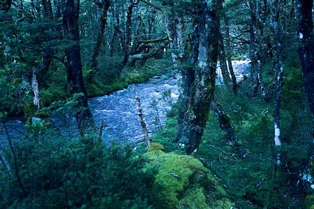 Hồ nước trong vắt có thể nhìn thấu tận đáy - 3 Hồ Blue được xem là một kỳ quan thiên nhiên mới được phát hiện của New Zealand.